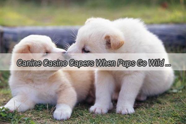  Canine Casino Capers When Pups Go Wild with Tuna Tiles